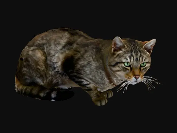 3D model for Tabby Whisperer