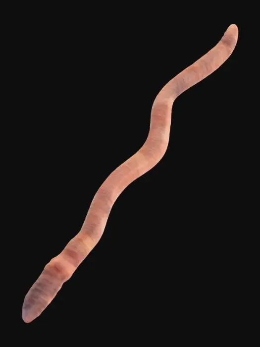 3D model for Earthworm Majesty