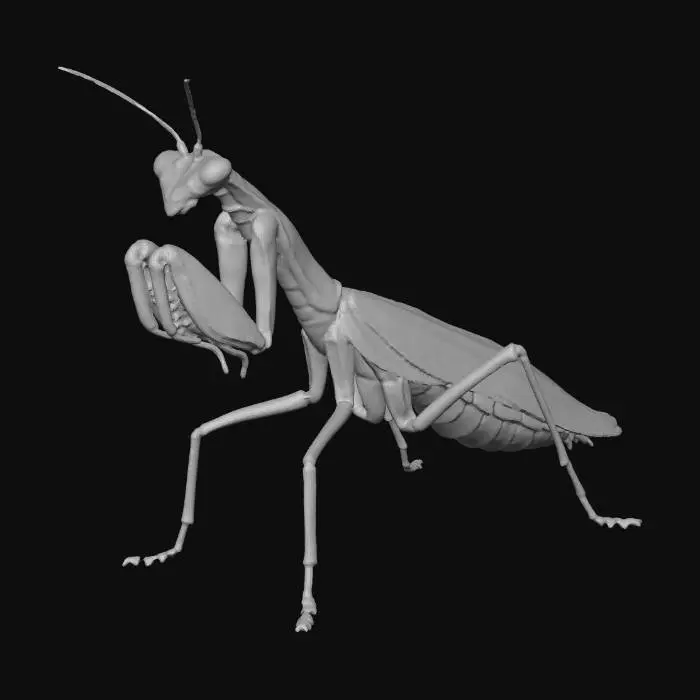 3D model for Praying Mantis Poise