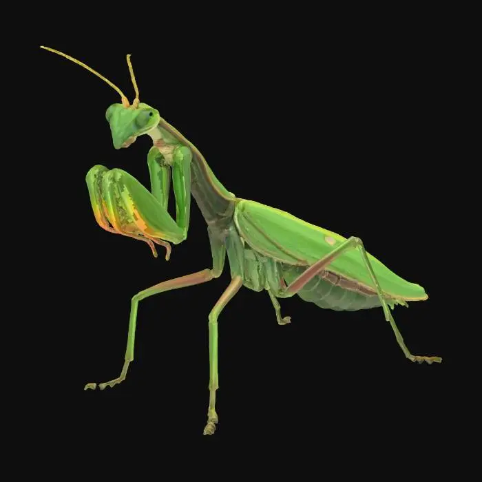 3D model for Praying Mantis Poise