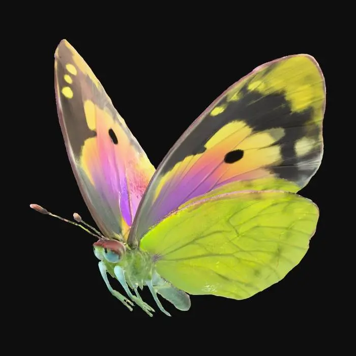 3D model for Fluttering Colors