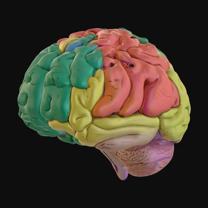3D model for I want a multi-coloured model of a human brain with 6 parts. higlighted