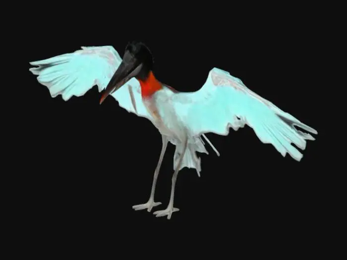 3D model for Majestic Stork in Flight