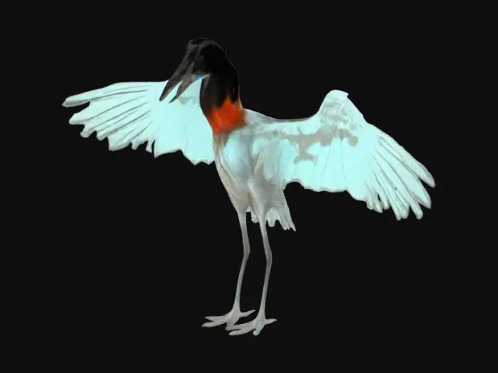 3D model for Majestic Stork in Flight