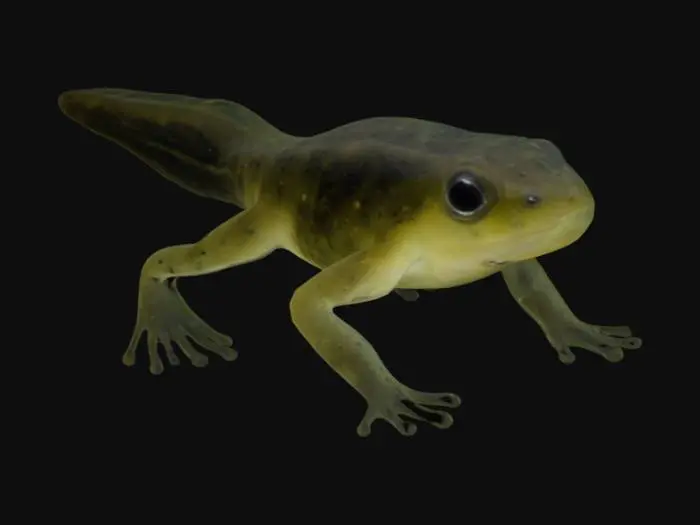 3D model for Tadpole Evolution.