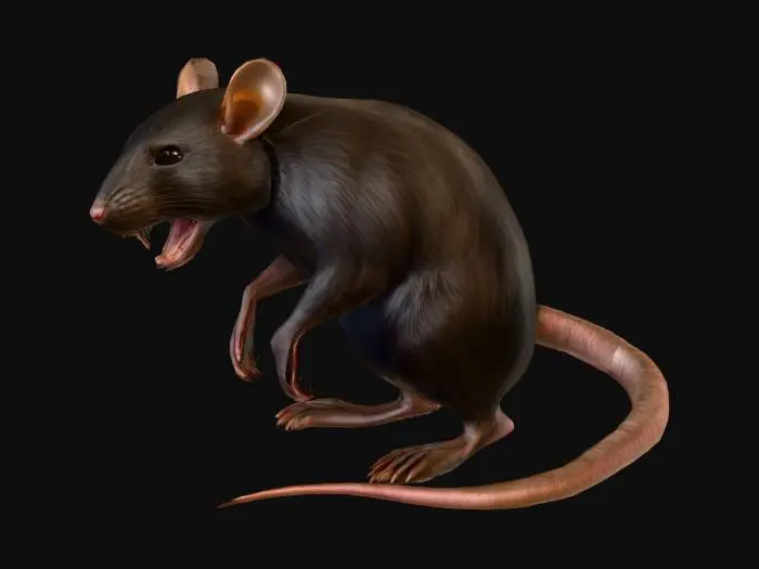 3D model for Rat Fury