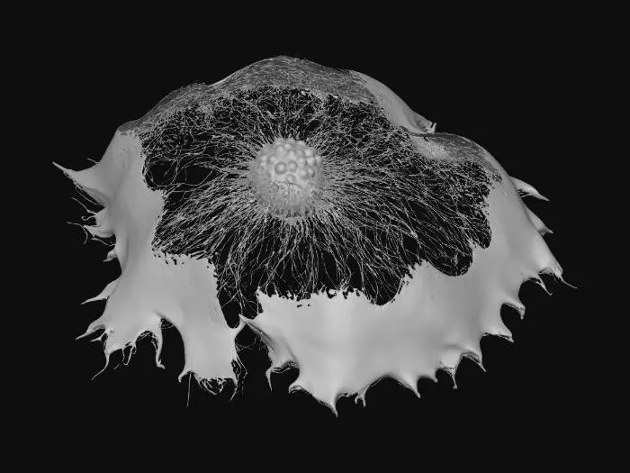 3D model for Fluorescent Micrograph Artistry