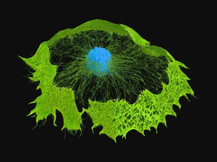 3D model for Fluorescent Micrograph Artistry