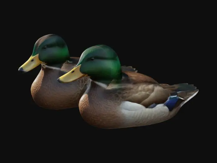 3D model for hyper realistic mallard duck pair: female and male, swimming, ultra realistic and detailed texturing 4k textures game ready