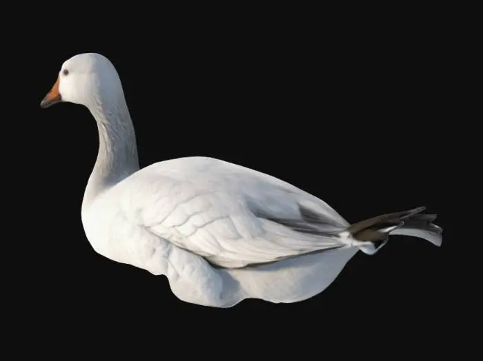 3D model for Ultra realistic perfect HD textures snow geese swimming, goose, white high-rez