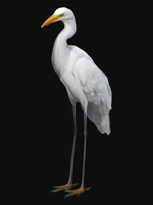 3D model for hyper realistic great egret, ultra realistic and detailed texturing 4k textures game ready standing