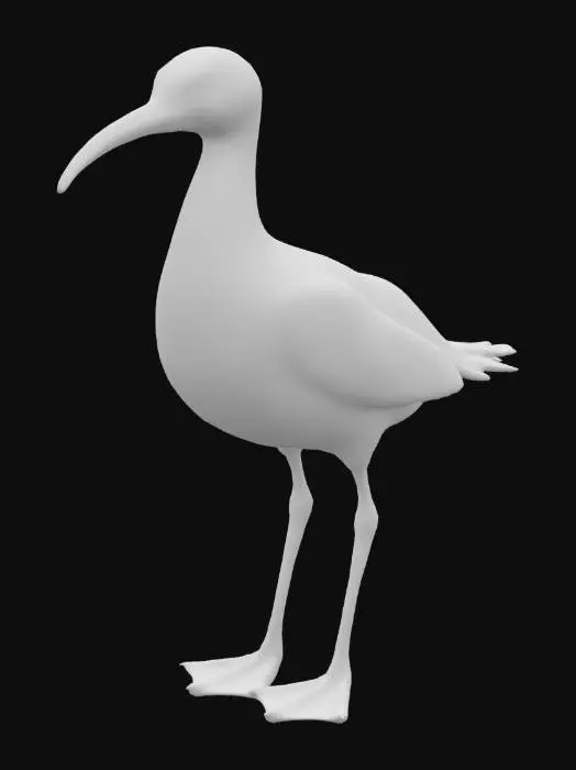 3D model for American Oystercatcher bird, standing highly detailed ultra textures 4K HD realistic 