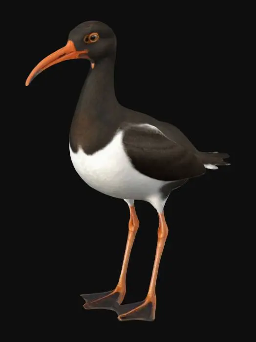 3D model for American Oystercatcher bird, standing highly detailed ultra textures 4K HD realistic 