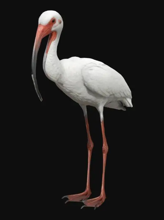 3D model for create a highly detailed model of a white ibis, standing, ultra realistic 4k HD textures 