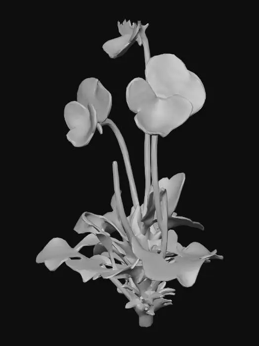 3D model for Pansy Plant Single