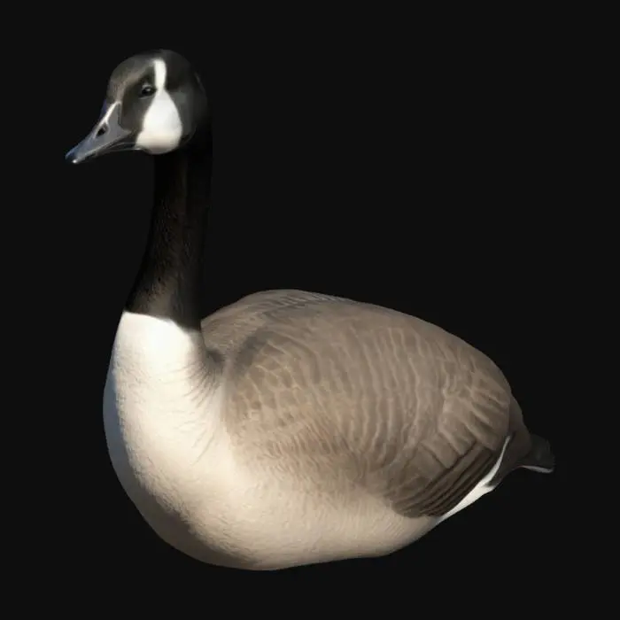 3D model for create a highly detailed ultra realistic canada goose sitting 4k textures 