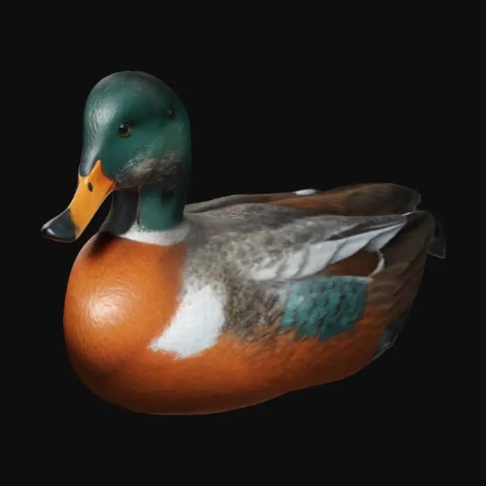 3D model for ultra realistic northern shoveler duck, highly detailed 4k HD textures 