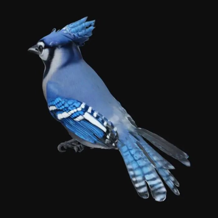 3D model for Blue Jay bird, ultra realistic 4K textures perched, high-rez highres 