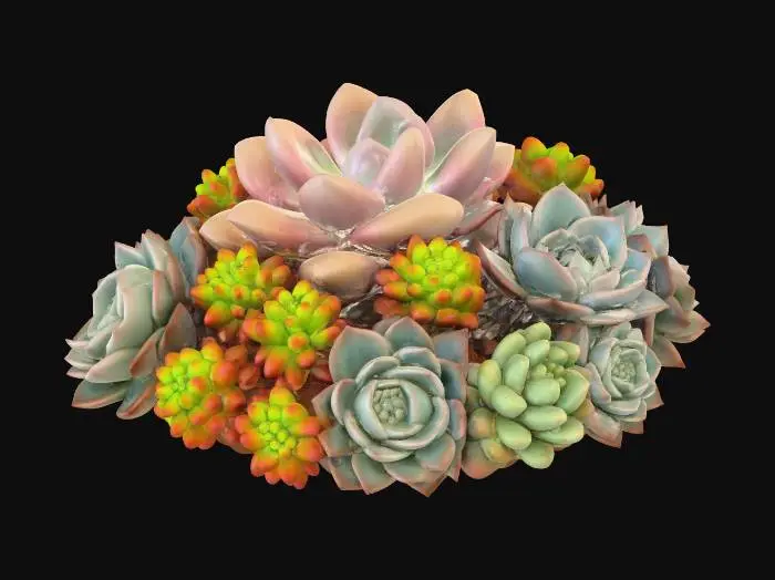 3D model for Succulent Harmony