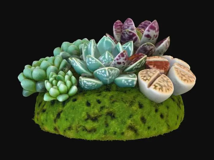 3D model for Succulent Oasis