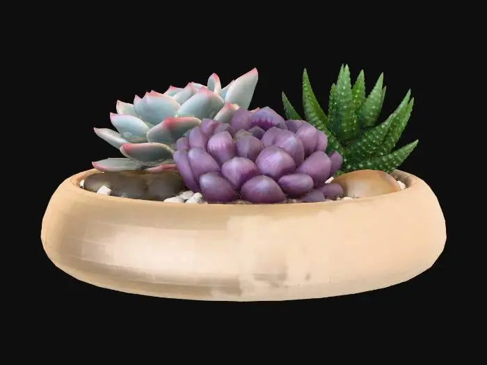 3D model for Succulent Harmony