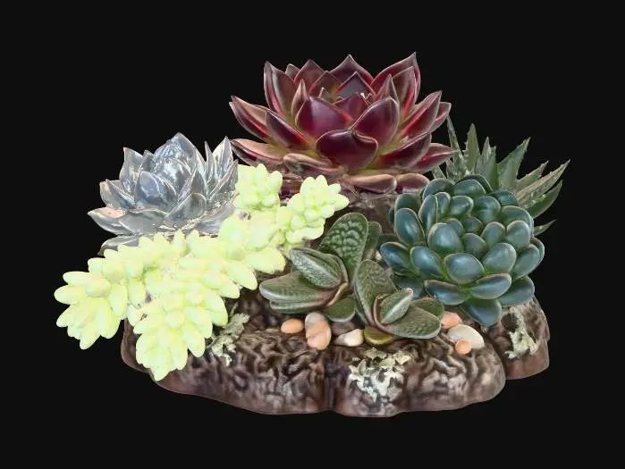 3D model for Succulent Harmony
