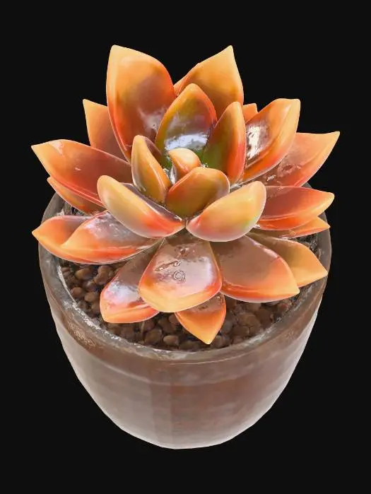 3D model for Rustic Succulent