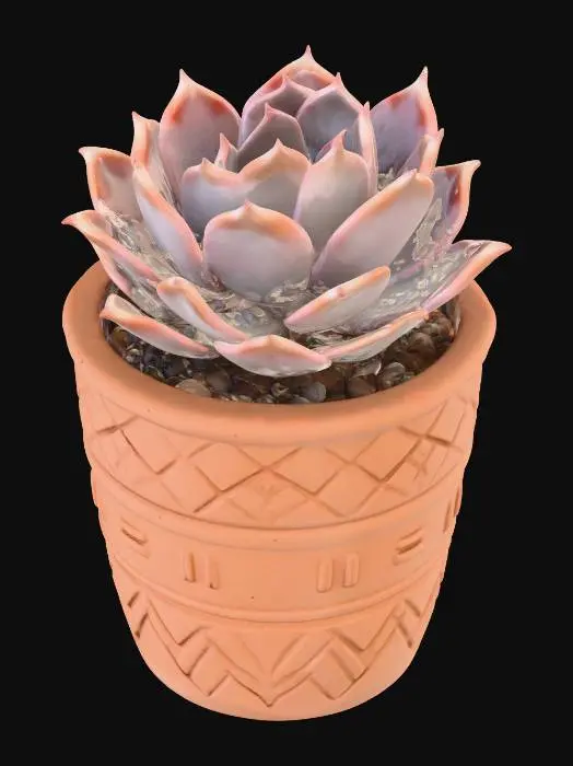 3D model for Succulent Serenity