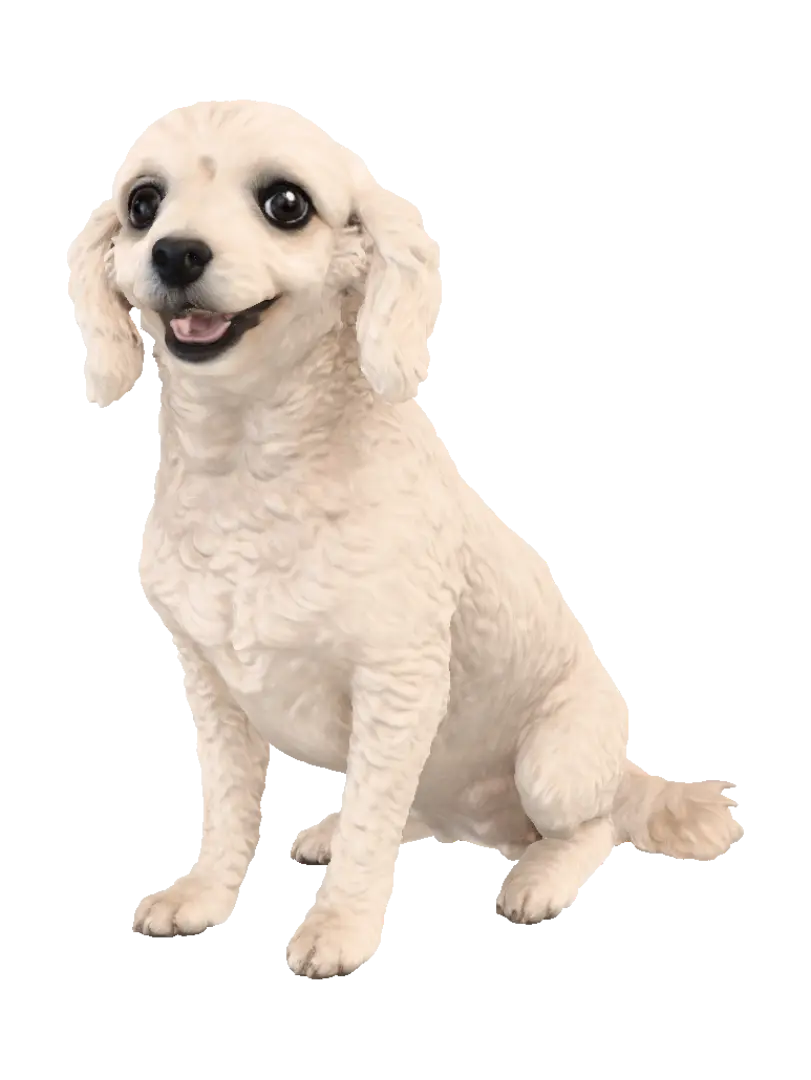 poodle