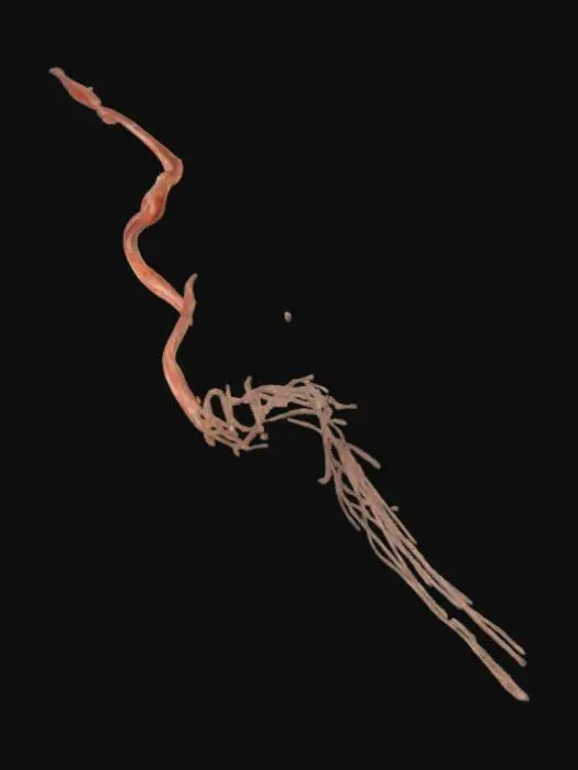 3D model for Inferno Stream