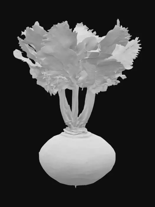 3D model for Happy Turnip