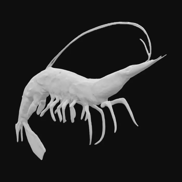 3D model for Shrimp Elegance