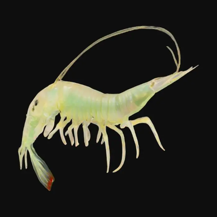 3D model for Shrimp Elegance