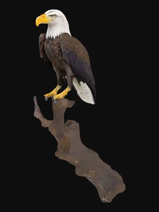 3D model for american bald eagle