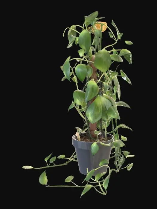 3D model for Golden Pothos Cascade