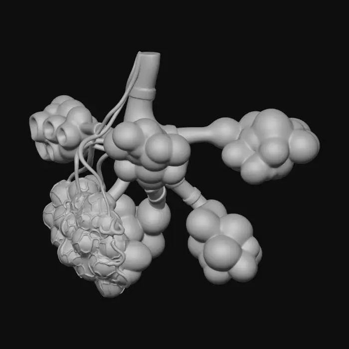 3D model for Alveoli Structure Diagram