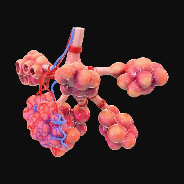 3D model for Alveoli Structure Diagram