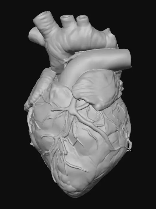 3D model for Anatomical Human Heart
