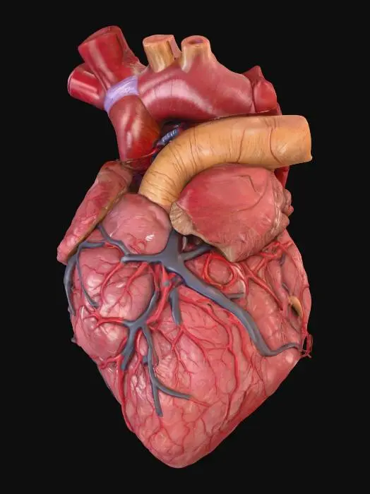 3D model for Anatomical Human Heart