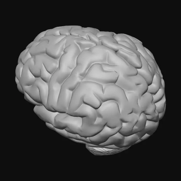 3D model for brain