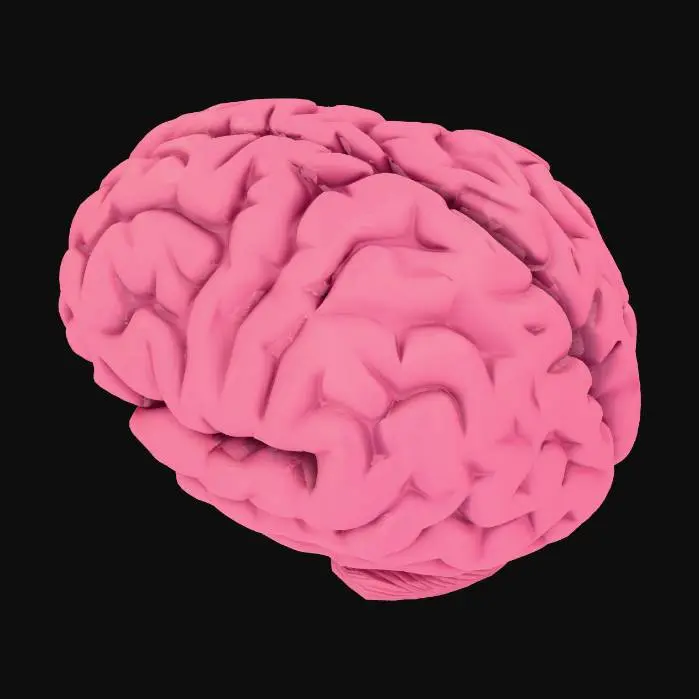 3D model for brain