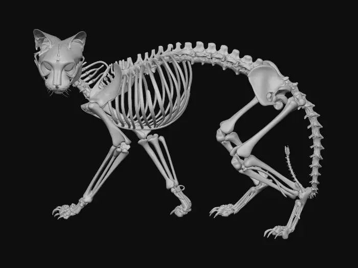 3D model for Cat Skeleton