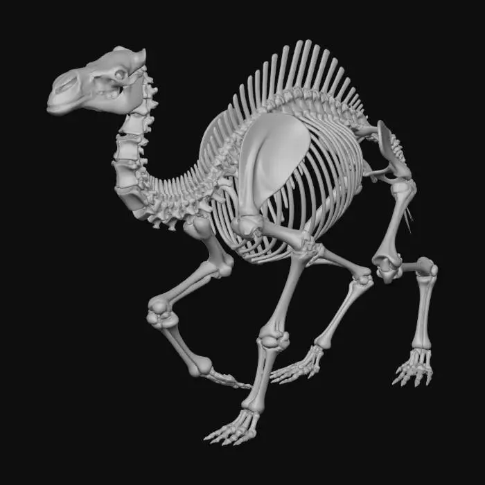 3D model for Camel Skeleton