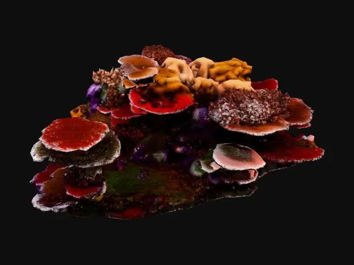 3D model for Coral Symphony