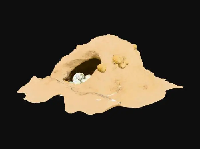 3D model for a small sand mound with sea turtle nest eggs  and research tags surrounding the outer nest and ropes
