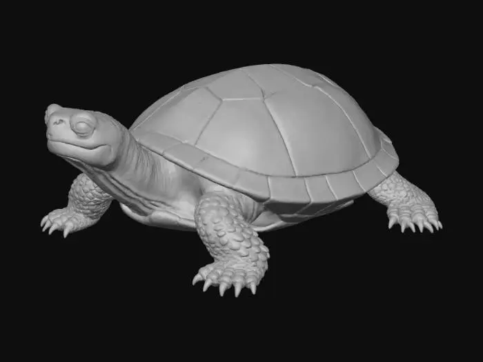 3D model for Marble shell semi aquatic turtle