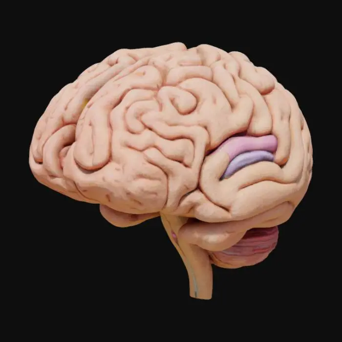3D model for 3D sectional view of a human brain for high-school education. Show internal parts like corpus callosum, thalamus, hypothalamus, ventricles, brainstem, and cerebellum, with outer lobes (frontal, parietal, temporal, occipital). Use bright, distinct colors and clear labels. Realistic but simplified style with soft lighting and a light background