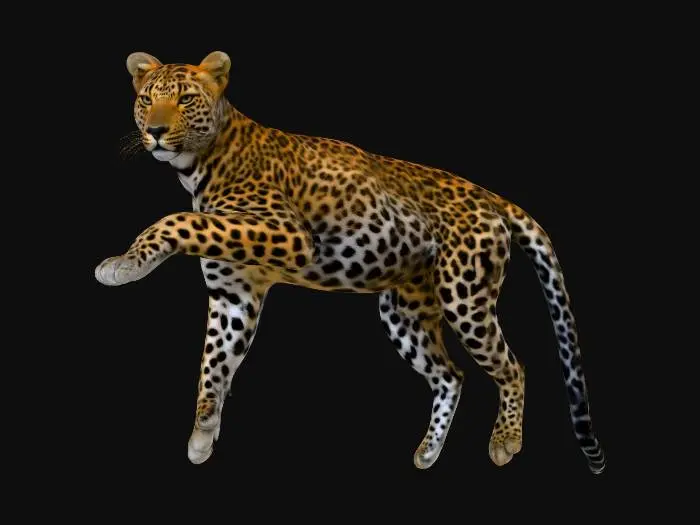 3D model for Leopard in Motion