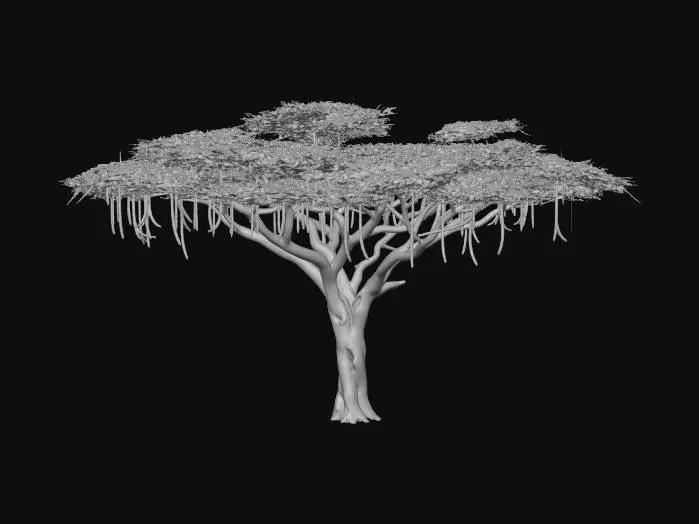 3D model for Acacia Tree 02