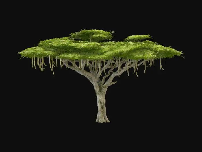 3D model for Acacia Tree 02